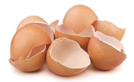 Investigadores del IPN mejoran propiedades nutricionales del huevo