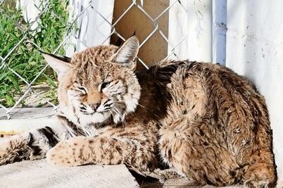 Entregan a Profepa animales, algunos de especies en riesgo