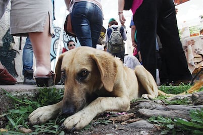 Organizan colecta para refugios de animales
