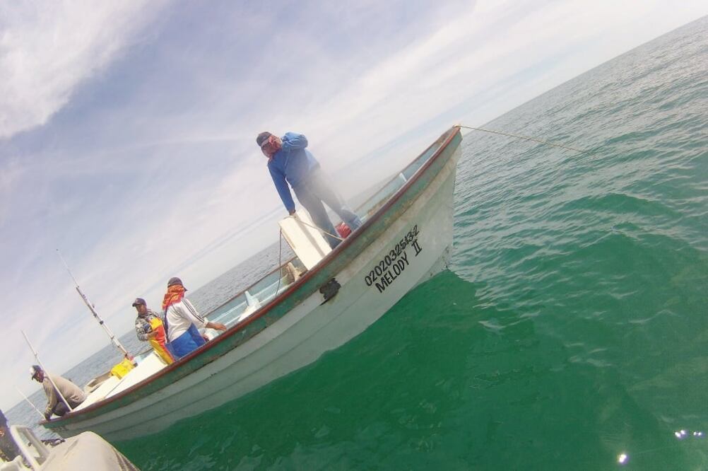 El tráfico de totoaba está cada vez más ligado al crimen organizado, por lo que debe considerarse un ilícito grave, junto con el lavado y el narcotráfico señala el informe de la ONG C4ADS (CORTESÍA ALEJANDRO MELGOZA)