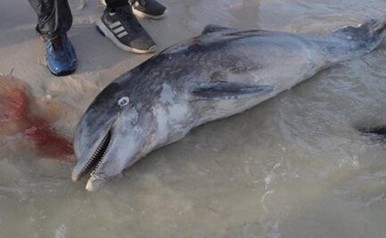 Encuentran un delfín muerto en Chuburná Puerto, Yucatán