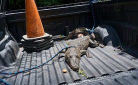 Hallan a cocodrilo en una carretera de Tizimín, Yucatán; policías lo liberan en su hábitat natural