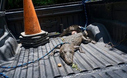 Hallan a cocodrilo en una carretera de Tizimín, Yucatán; policías lo liberan en su hábitat natural
