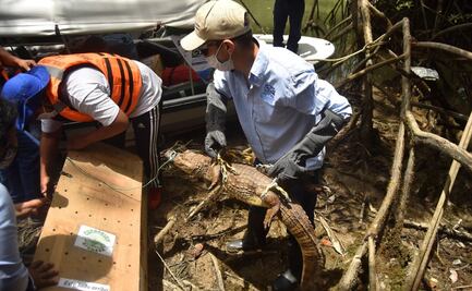 Animales pierden rápidamente instinto de defensa al estar en cautiverio