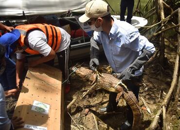 Animales pierden rápidamente instinto de defensa al estar en cautiverio