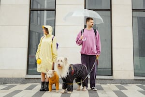 ¿Cómo proteger la salud de tu mascota en temporada de lluvias?; descubre los cuidados clave