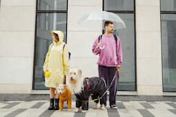 ¿Cómo proteger la salud de tu mascota en temporada de lluvias?; descubre los cuidados clave
