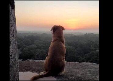 Se vuelve viral imagen de “Osita”, perrita guardiana de Chichén Itzá