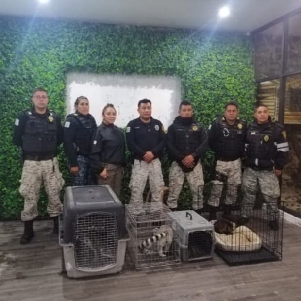 Resguardan a especies de primates en Álvaro Obregón