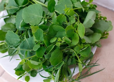 ¿Cuáles son los beneficios del pápalo?