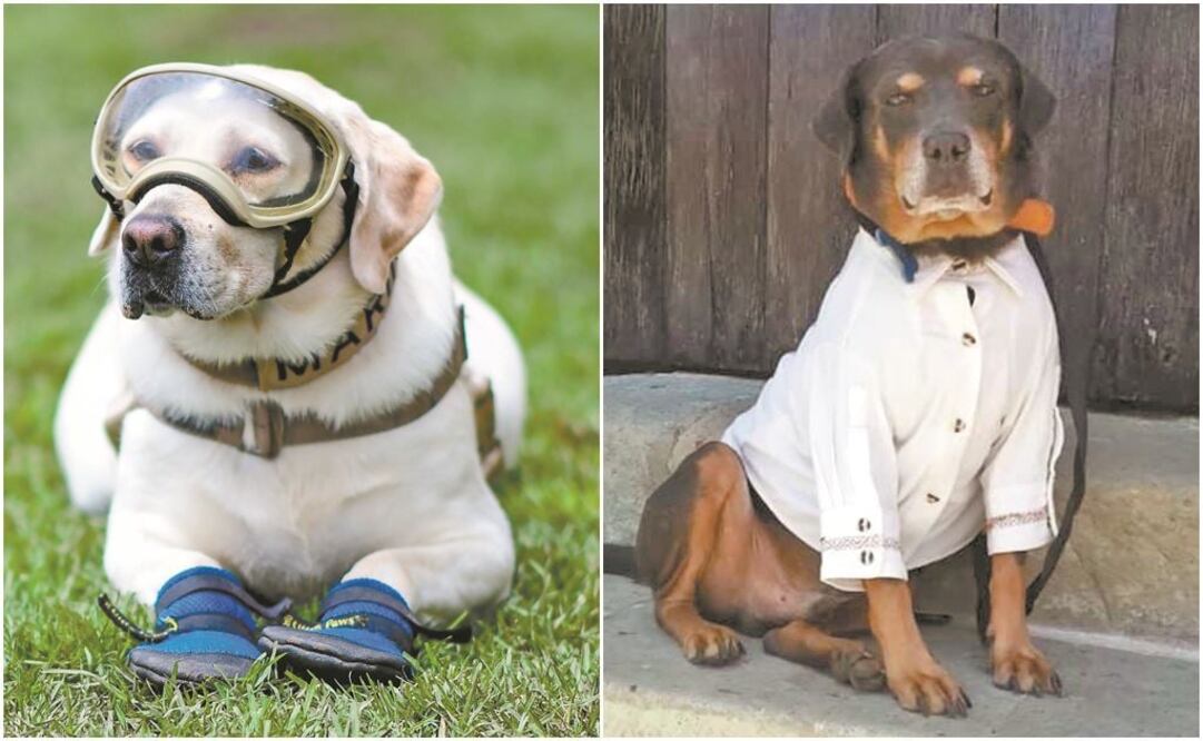 Fotos: Archivo / EL UNIVERSAL