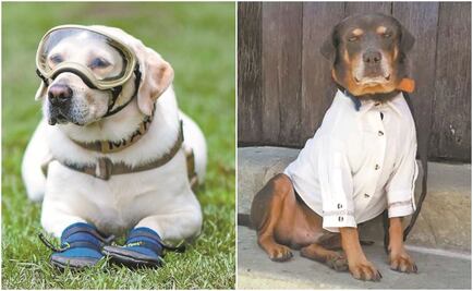 Los perros que han robado el corazón de los mexicanos