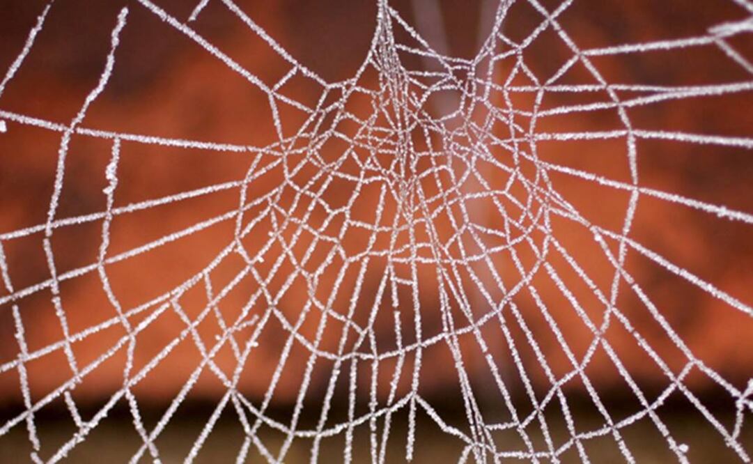 "Puede ayudar a crear ecosistemas humanos más fuertes y resilientes". Foto: