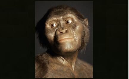 Lucy, el fósil más famoso, murió tras caerse de un árbol