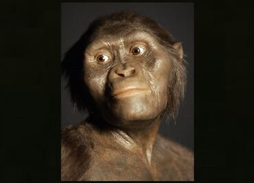 Lucy, el fósil más famoso, murió tras caerse de un árbol