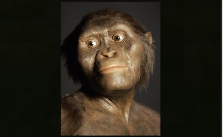Lucy, el fósil más famoso, murió tras caerse de un árbol
