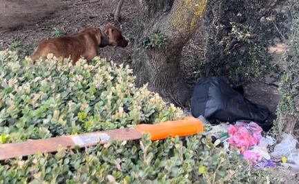 Rescatan a 22 perros pitbull, a un coyote y un gato en condiciones insalubres y desnutrición en Ixtapaluca 