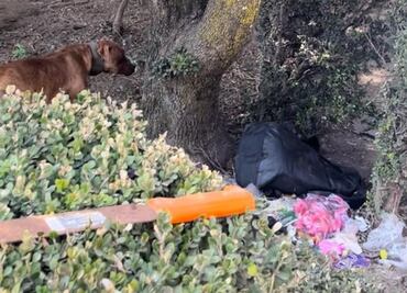 Rescatan a 22 perros pitbull, a un coyote y un gato en condiciones insalubres y desnutrición en Ixtapaluca
