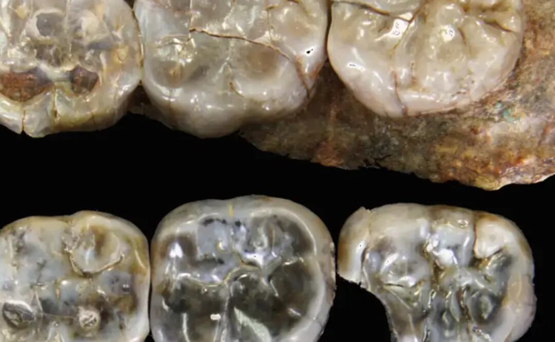 Paleoantropólogos han descubrierto en una nueva especie de Australopithecus. Foto: (Contribución) Vía Virginia Commonwealth University.