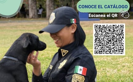 Brigada de Vigilancia Animal pone perritos en adopción; aquí te decimos qué necesitas