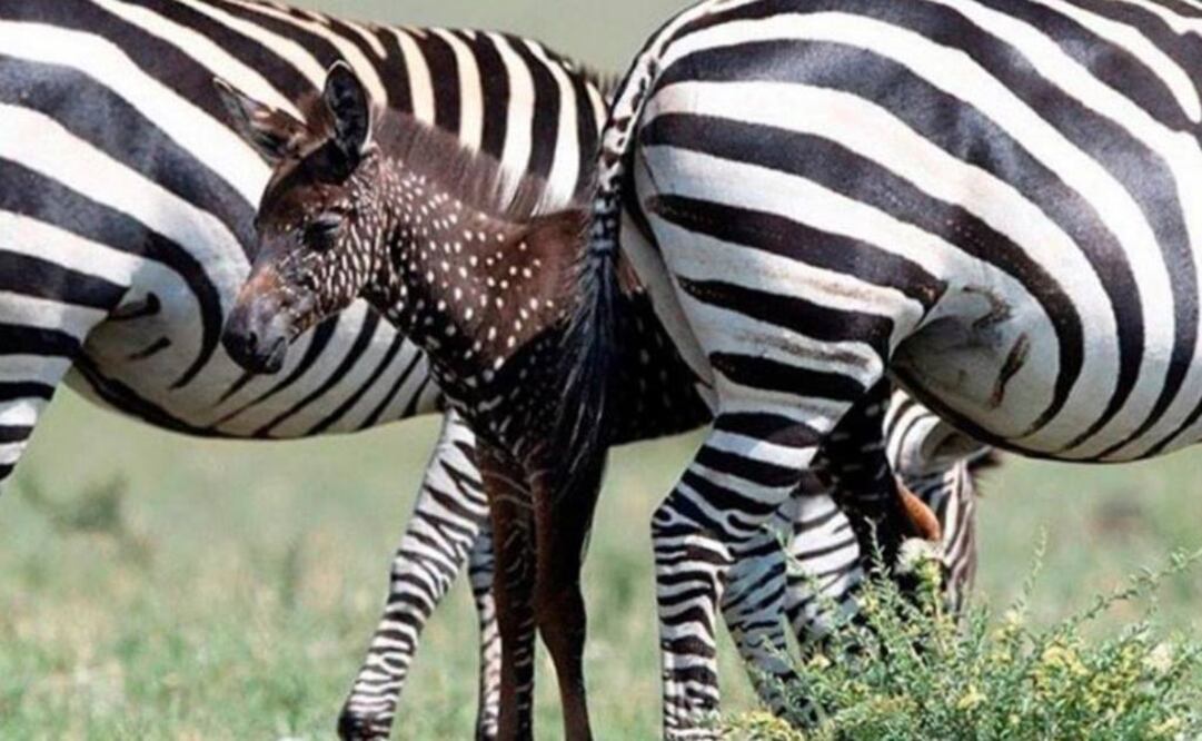 A pesar de tener un aspecto diferente, la cebra no ha sido rechazada por su manada (Fotos: Maasai Mara Wildlife Conservancies Association)