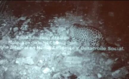 Documentan presencia de jaguar en Puebla