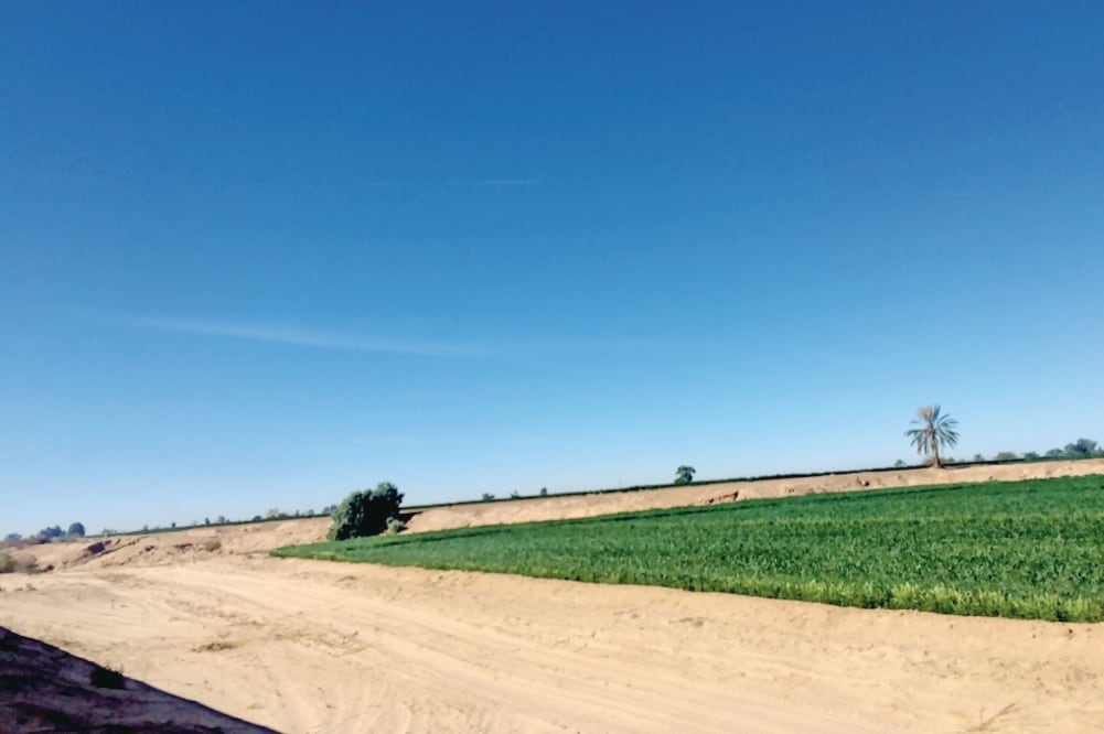 Ante la escasez de agua, agricultores han tenido que cambiar sus cultivos; dejaron de sembrar productos como maíz y algodón por vegetación más resistente al clima, como la palmera datilera. (ASTRID RIVERA)