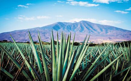 Tequila and mezcal threatened by new U.S. category Agave Spirits