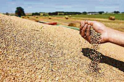 Cofece cierra caso de cebada de malta