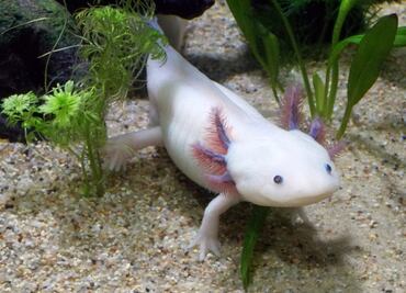 Qué hacer en Axolotitlán, un museo dedicado al ajolote en CDMX