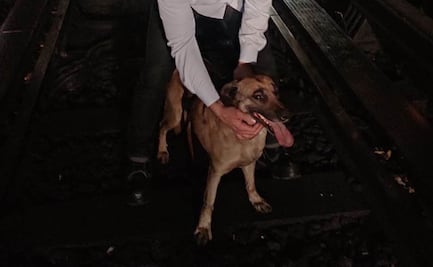 Lomito detiene servicio de Línea 2 del Metro; es rescatado de las vías sano y a salvo