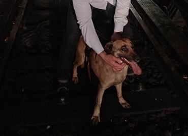 Lomito detiene servicio de Línea 2 del Metro; es rescatado de las vías sano y a salvo