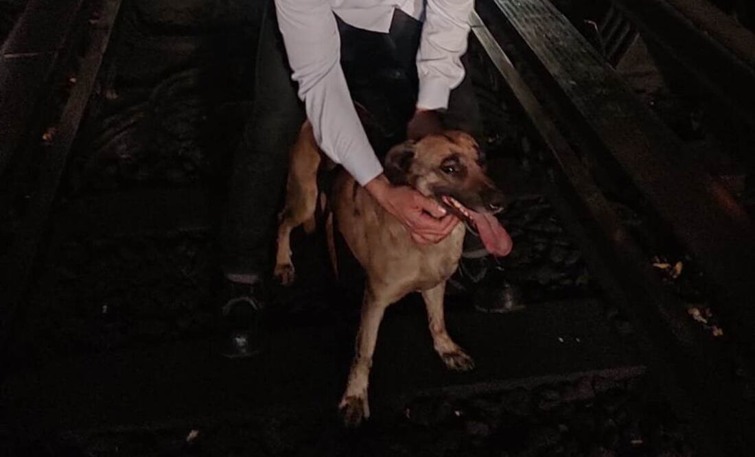 Rescatan a perro en la Líena 2 del Metro (04/11/2024). Foto: X @MetroCDMX