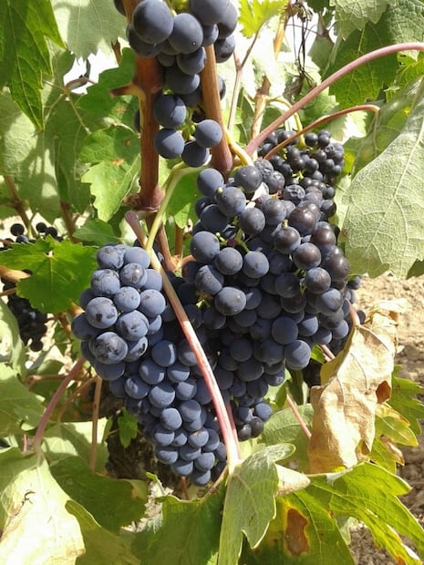 Los beneficios de la uva malbec