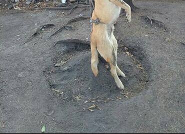 Perro atado a árbol en Churubusco murió por fracturas: PGJ