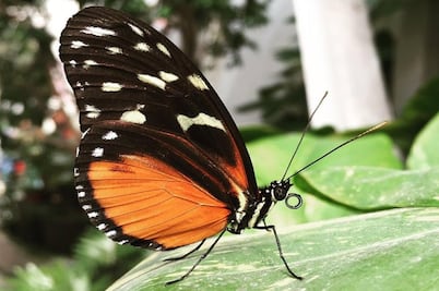 Visita el mariposario de Chapultepec en el “Mes de la Monarca”  