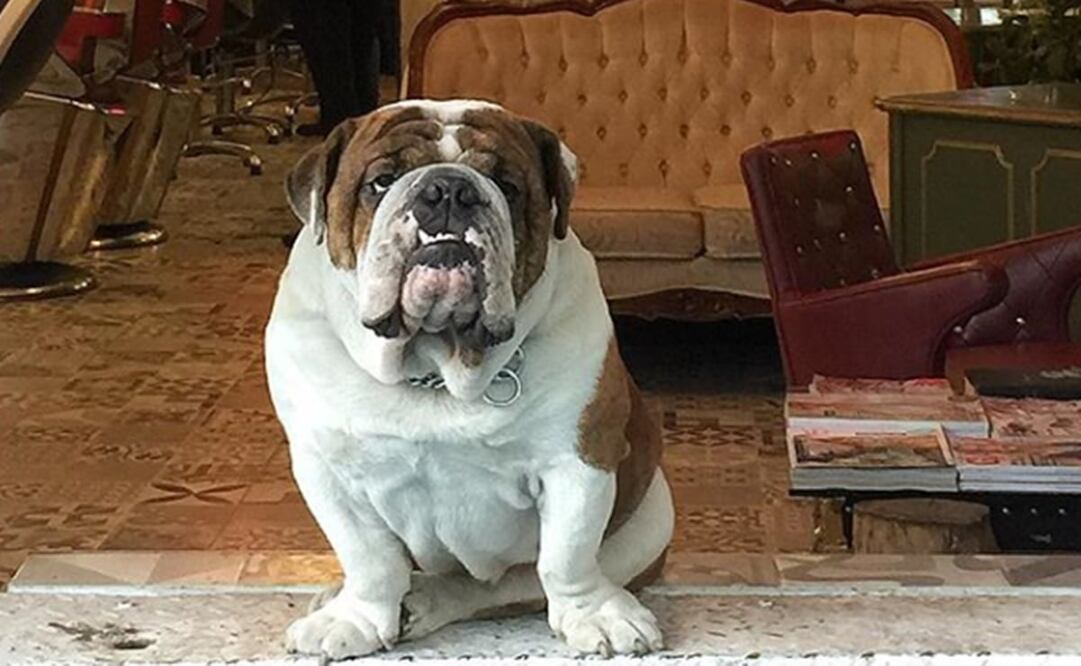 Rescatan a "Emilio", el bulldog robado en La Roma