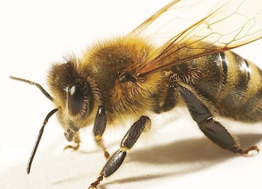 Ataque de abejas deja un muerto y 6 lesionados en Nuevo León