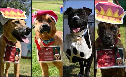 Lomitos ayudantes de Santa y Los Reyes Magos llevan tu carta, aquí te decimos cómo