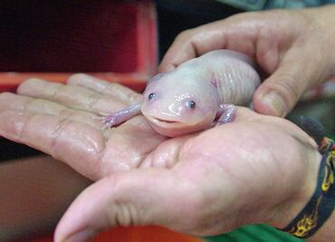 Al rescate de un legendario monstruo acuático, el ajolote mexicano