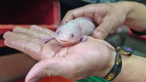 Al rescate de un legendario monstruo acuático, el ajolote mexicano