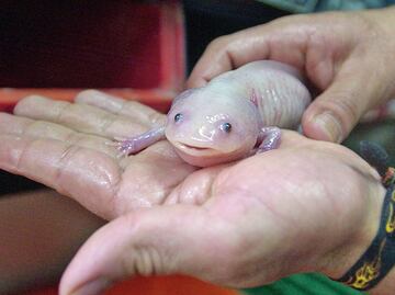 Al rescate de un legendario monstruo acuático, el ajolote mexicano