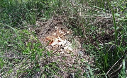 Hallan siete osamentas y un cráneo en Jacona, Michoacán