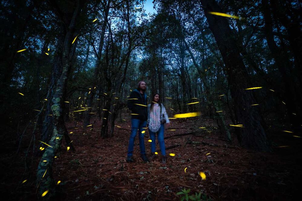 Foto: Canto del Bosque