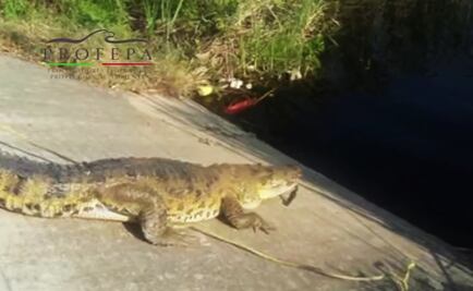 Profepa captura 11 cocodrilos en los últimos días en Tamaulipas 