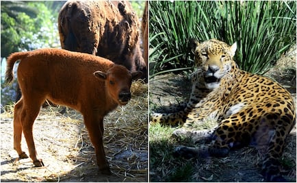 Muere jaguar y nace bisonte en el Zoológico de Chapultepec