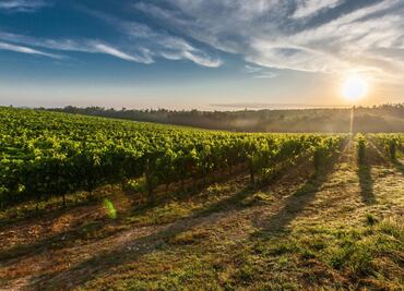 Vendimias en Guanajuato 2025: fechas y sedes