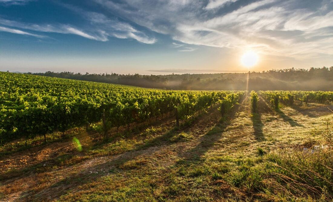 ¡Lánzate a la temporada de vendimias en Guanajuato! Foto: Pexels