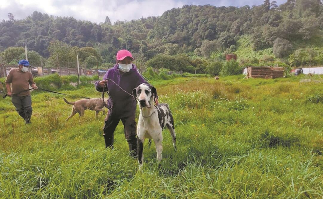 Personal del refugio dice que algunos perros se calman con los paseos; otros no paran de llorar. Foto: Emilio Fernández. EL UNIVERSAL