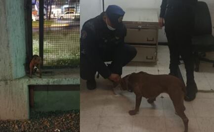Rescatan a perro atrapado en las vías de la estación Ecatepec del Metro